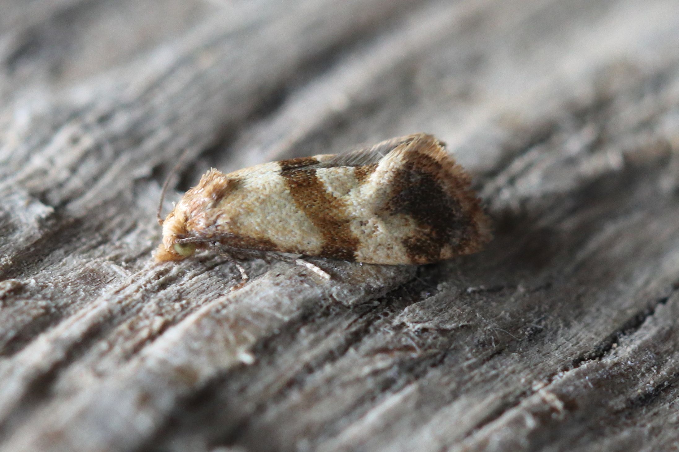 Photo of Phalonidia contractana